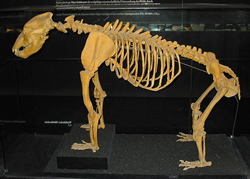 B&auml;renskelett (Heimatmuseum Festung Kufstein)