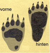 B&auml;renspuren