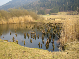 Fiav&egrave; Pfahlbaureste Foto: Dr. Knoflach