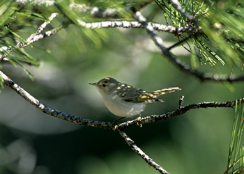 Berglaubs&auml;nger (Foto:Archiv BLU)