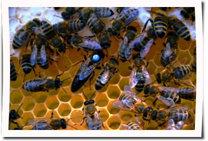 Bienenk&ouml;nigin_Felix_Hambitzer