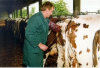 K�nstliche Besamung